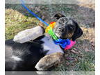 Labrador Retriever-Plott Hound Mix DOG FOR ADOPTION RGADN-1388006 - Callie