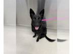 Alaskan Malamute Mix DOG FOR ADOPTION RGADN-1388007 - *JINJER - Alaskan Malamute
