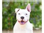 Boxer Mix DOG FOR ADOPTION RGADN-1388008 - QUASIMODO - Boxer / Mixed (medium