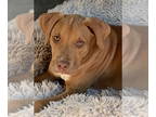 Rhodesian Ridgeback Mix DOG FOR ADOPTION RGADN-1388011 - Prince Harry Lonestar -