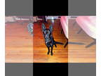 German Shepherd Dog Mix DOG FOR ADOPTION RGADN-1388012 - Misha - German Shepherd