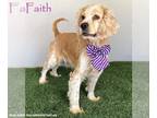 Cocker Spaniel Mix DOG FOR ADOPTION RGADN-1388013 - Faith - Cocker Spaniel /