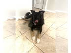 Australian Shepherd Mix DOG FOR ADOPTION RGADN-1388014 - Hazel - Australian