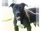 Staffordshire Bull Terrier DOG FOR ADOPTION RGADN-1388021 - *NANDOR -