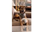 Whippet Mix DOG FOR ADOPTION RGADN-1388039 - Athena - Whippet / Mixed Dog For