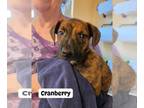 Beagle Mix DOG FOR ADOPTION RGADN-1388041 - Berry Patch : Cranberry - Beagle /