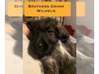 Labrador Retriever DOG FOR ADOPTION RGADN-1388046 - Brothers Grimm : Wilhelm -