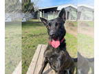 Mix DOG FOR ADOPTION RGADN-1388055 - Lady Zara - located in Vermont - Dutch