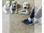 Mix DOG FOR ADOPTION RGADN-1388058 - Beckham - Wheaten Terrier Dog For