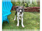 Great Dane DOG FOR ADOPTION RGADN-1388073 - Blu (puppy) - Great Dane Dog For