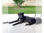 Great Dane Mix DOG FOR ADOPTION RGADN-1388074 - Lilac - Great Dane / Mixed Dog