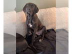 Great Dane Mix DOG FOR ADOPTION RGADN-1388075 - Ramsey - Great Dane / Mixed Dog