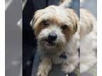 Shih Tzu Mix DOG FOR ADOPTION RGADN-1388084 - Toby - Shih Tzu / Mixed (medium
