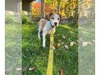 Labrador Retriever Mix DOG FOR ADOPTION RGADN-1388085 - Mooney - Labrador