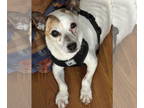 Rat Terrier DOG FOR ADOPTION RGADN-1388086 - Gumba - Rat Terrier (short coat)