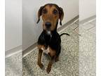 Black and Tan Coonhound Mix DOG FOR ADOPTION RGADN-1388089 - LYLIA - Black and