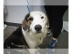 Collie Mix DOG FOR ADOPTION RGADN-1388097 - Francis - Collie / Mixed Dog For