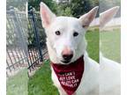 Mix DOG FOR ADOPTION RGADN-1388099 - Bianca *PENDING* - White German Shepherd