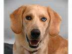 Basset Hound-Labrador Retriever Mix DOG FOR ADOPTION RGADN-1388101 - MIDAS -