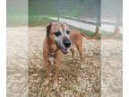 Redbone Coonhound Mix DOG FOR ADOPTION RGADN-1388102 - *BUTTER - Redbone