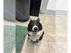 Border Collie Mix DOG FOR ADOPTION RGADN-1388111 - SNAPE - Border Collie / Mixed