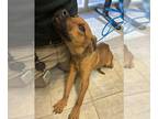 Boxer Mix DOG FOR ADOPTION RGADN-1388114 - PINTO BEAN - Boxer / Mixed (medium