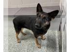 German Shepherd Dog DOG FOR ADOPTION RGADN-1388118 - GRETEL - German Shepherd