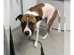 Boxer Mix DOG FOR ADOPTION RGADN-1388119 - ACE - Boxer / Mixed (medium coat) Dog