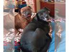 Labrador Retriever DOG FOR ADOPTION RGADN-1388120 - XP Lady and/or Tramp -