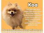 Pomeranian DOG FOR ADOPTION RGADN-1388124 - Koa - Pomeranian (long coat) Dog For