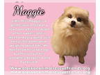 Pomeranian Mix DOG FOR ADOPTION RGADN-1388126 - Maggie - Pomeranian / Mixed