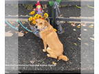 Retriever Mix DOG FOR ADOPTION RGADN-1388127 - Bo - Retriever / Mixed (short