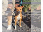 Bull Terrier Mix DOG FOR ADOPTION RGADN-1388128 - Bentley - Bull Terrier /