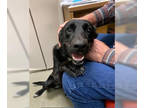 Labrador Retriever DOG FOR ADOPTION RGADN-1388131 - Maxine - Labrador Retriever