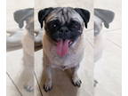 Pug DOG FOR ADOPTION RGADN-1388132 - 2024 - 2018 Kingsley (ADOPTION PENDING) -