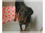 Doberman Pinscher DOG FOR ADOPTION RGADN-1388149 - DAVE - Doberman Pinscher