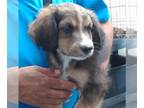Saint Bernard DOG FOR ADOPTION RGADN-1388157 - DUMBLEDORE - Saint Bernard