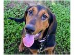 Bloodhound Mix DOG FOR ADOPTION RGADN-1388170 - SCOOBY - Bloodhound / Mixed