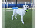 Great Pyrenees DOG FOR ADOPTION RGADN-1388173 - BUMBLE - Great Pyrenees (medium