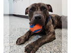 American Staffordshire Terrier Mix DOG FOR ADOPTION RGADN-1388176 - Chuckie -