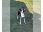 German Shorthaired Pointer-Retriever Mix DOG FOR ADOPTION RGADN-1388178 - Mama
