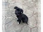 Labrador Retriever Mix DOG FOR ADOPTION RGADN-1388180 - Starfish - Labrador