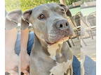 American Pit Bull Terrier DOG FOR ADOPTION RGADN-1388185 - Blue - Pit Bull