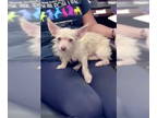 Norfolk Terrier Mix DOG FOR ADOPTION RGADN-1388186 - Rufus (Benefactor Dog) -