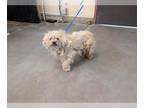 Poodle (Miniature) Mix DOG FOR ADOPTION RGADN-1388192 - *GRIZZLY - Poodle