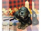 Basset Hound Mix DOG FOR ADOPTION RGADN-1388194 - GOJIRA - Basset Hound / Mixed