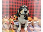Basset Hound Mix DOG FOR ADOPTION RGADN-1388195 - ZOMBIE - Basset Hound / Mixed