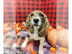 Basset Hound Mix DOG FOR ADOPTION RGADN-1388197 - ROUGAROU - Basset Hound /