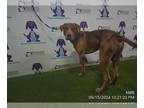 Catahoula Leopard Dog Mix DOG FOR ADOPTION RGADN-1388202 - *RICK E