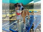 English Shepherd DOG FOR ADOPTION RGADN-1388203 - MILO - English Shepherd